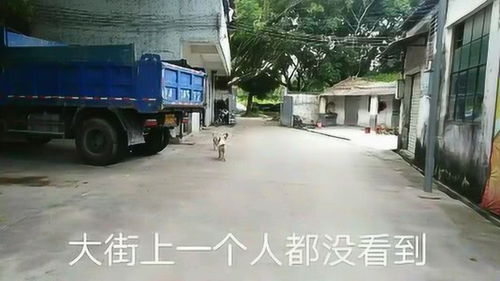 广州这个村两边工厂都关门了,狗子都比路人多,到底发生了什么